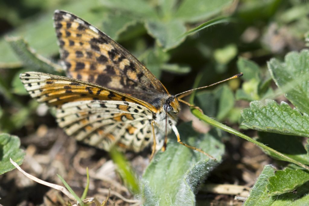 Conferma Melitaea didyma femmina